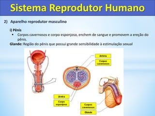 2) Aparelho reprodutor masculino
i) Pênis
 Corpos cavernosos e corpo esponjoso, enchem de sangue e promovem a ereção do
pênis.
Glande: Região do pênis que possui grande sensibilidade à estimulação sexual
Sistema Reprodutor Humano
 