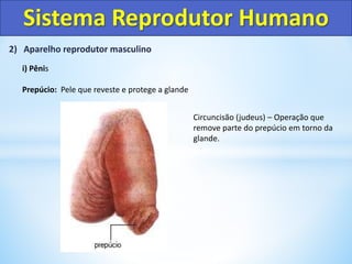 2) Aparelho reprodutor masculino
i) Pênis
Prepúcio: Pele que reveste e protege a glande
Sistema Reprodutor Humano
Circuncisão (judeus) – Operação que
remove parte do prepúcio em torno da
glande.
 
