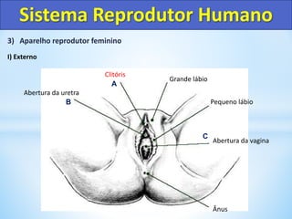 3) Aparelho reprodutor feminino
I) Externo
Sistema Reprodutor Humano
Ânus
Abertura da vagina
Pequeno lábio
Grande lábio
Clitóris
Abertura da uretra
A
B
C
 