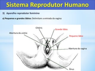 3) Aparelho reprodutor feminino
a) Pequenos e grandes lábios: Delimitam a entrada da vagina
Sistema Reprodutor Humano
Ânus
Abertura da vagina
Pequeno lábio
Grande lábio
Clitóris
Abertura da uretra
 