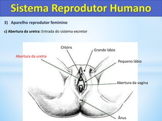 3) Aparelho reprodutor feminino
c) Abertura da uretra: Entrada do sistema excretor
Sistema Reprodutor Humano
Ânus
Abertura da vagina
Pequeno lábio
Grande lábio
Clitóris
Abertura da uretra
 