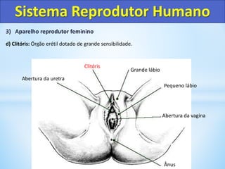 3) Aparelho reprodutor feminino
d) Clitóris: Órgão erétil dotado de grande sensibilidade.
Sistema Reprodutor Humano
Ânus
Abertura da vagina
Pequeno lábio
Grande lábio
Clitóris
Abertura da uretra
 