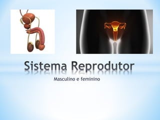 Masculino e feminino
 