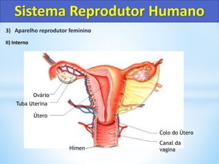 3) Aparelho reprodutor feminino
II) Interno
Sistema Reprodutor Humano
Colo do Útero
Canal da
vagina
Útero
Tuba Uterina
Ovário
Hímen
 