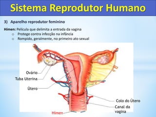 3) Aparelho reprodutor feminino
Hímen: Película que delimita a entrada da vagina
o Protege contra infecção na infância
o Rompido, geralmente, no primeiro ato sexual
Sistema Reprodutor Humano
Colo do Útero
Canal da
vagina
Útero
Tuba Uterina
Ovário
Hímen
 