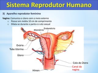 3) Aparelho reprodutor feminino
Vagina: Comunica o útero com o meio externo
o Possui em média 10 cm de comprimento
o Dilata-se durante o parto e o ato sexual
Sistema Reprodutor Humano
Colo do Útero
Canal da
vagina
Útero
Tuba Uterina
Ovário
Endométrio
Miométrio
Hímen
 