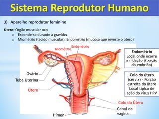 3) Aparelho reprodutor feminino
Útero: Órgão muscular oco
o Expande-se durante a gravidez
o Miométrio (tecido muscular), Endométrio (mucosa que reveste o útero)
Sistema Reprodutor Humano
Colo do Útero
Canal da
vagina
Útero
Tuba Uterina
Ovário
Endométrio
Miométrio
Hímen
Endométrio
Local onde ocorre
a nidação (fixação
do embrião)
Colo do útero
(cérvix) – Porção
estreita do útero
Local típico de
ação do vírus HPV
 