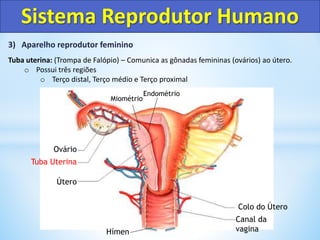 3) Aparelho reprodutor feminino
Tuba uterina: (Trompa de Falópio) – Comunica as gônadas femininas (ovários) ao útero.
o Possui três regiões
o Terço distal, Terço médio e Terço proximal
Sistema Reprodutor Humano
Colo do Útero
Canal da
vagina
Útero
Tuba Uterina
Ovário
Endométrio
Miométrio
Hímen
 
