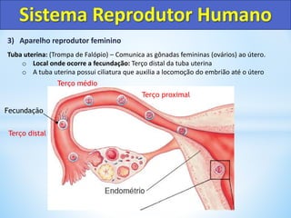 3) Aparelho reprodutor feminino
Tuba uterina: (Trompa de Falópio) – Comunica as gônadas femininas (ovários) ao útero.
o Local onde ocorre a fecundação: Terço distal da tuba uterina
o A tuba uterina possui ciliatura que auxilia a locomoção do embrião até o útero
Sistema Reprodutor Humano
Fecundação
Terço distal
Terço médio
Terço proximal
 