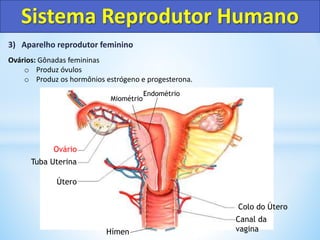 3) Aparelho reprodutor feminino
Ovários: Gônadas femininas
o Produz óvulos
o Produz os hormônios estrógeno e progesterona.
Sistema Reprodutor Humano
Colo do Útero
Canal da
vagina
Útero
Tuba Uterina
Ovário
Endométrio
Miométrio
Hímen
 