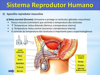 2) Aparelho reprodutor masculino
a) Bolsa escrotal (Escroto): Armazena e protege os testículos (gônadas masculinas)
 Possui músculo (cremáster) que controla a temperatura dos testículos
 ↑ Temperatura: bolsa distende (diminui a temperatura interna)
 ↓ Temperatura: bolsa contrai (aumenta a temperatura interna)
 O controle da temperatura dos testículos é importante para a espermatogênese
Sistema Reprodutor Humano
 