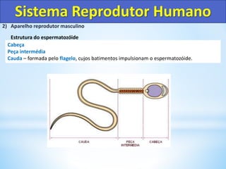 Sistema Reprodutor Humano
2) Aparelho reprodutor masculino
Estrutura do espermatozóide
Cabeça
Peça intermédia
Cauda – formada pelo flagelo, cujos batimentos impulsionam o espermatozóide.
 