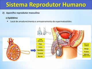 2) Aparelho reprodutor masculino
c) Epidídimo
 Local de amadurecimento e armazenamento de espermatozóides.
Sistema Reprodutor Humano
 