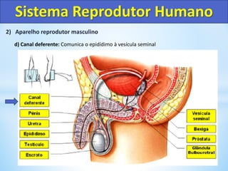 2) Aparelho reprodutor masculino
d) Canal deferente: Comunica o epidídimo à vesícula seminal
Sistema Reprodutor Humano
 