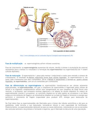 http://www.sobiologia.com.br/conteudos/figuras/Citologia2/espermatogenese2.JPG
Fase de multiplicação - as espermatogónias sofrem mitoses sucessivas.
Fase de crescimento- as espermatogónias aumentam de volume, devido à síntese e acumulação de reservas
necessárias para a meiose e o resultado é a formação dos espermatócitos I ou espermatócitos de 1ª ordem
(células diploides).
Fase de maturação- O espermatócito I passa pela meiose I (reducional) e reduz para metade o número de
cromossomas. O resultado da Meiose reducional forma duas células haploides, os espermatócitos II, nas
quais cada cromossoma tem dois cromatídeos. Dá-se a Meiose II (equacional) e formam-se quatro células
haplóides, os espermatídios, com um só cromatídeo por cromossoma.
Fase de diferenciação ou espermiogénese- os espermatídios transformam-se em células altamente
especializadas, os espermatozoides, em que o citoplasma do espermatídio é fagocitado pelas células de
Sertoli e os organelos citoplasmáticos sofrem uma reorganização em que complexo de Golgi forma uma
vesícula, o acrossoma, que armazena enzimas digestivas e se adapta ao núcleo dispostos na cabeça do
espermatozoide (núcleo e acrossoma), os centríolos dispõem-se no pólo oposto ao acrossoma e um deles
origina os microtúbulos do flagelo e as mitocôndrias dispõem-se na base do flagelo e fornecem a energia que
permitirá o movimento do flagelo (capacidade para produzir ATP, energia para deslocação do
espermatozoide).
No final desta fase os espermatozoides são libertados para o lúmen dos túbulos seminíferos e daí para os
epidídimos, onde termina a sua maturação, tornando-se móveis e com capacidade de fertilização.
Posteriormente, os espermatozoides deslocam-se para os canais deferentes, misturando-se com as secreções
das vesículas seminais e da próstata e formando o esperma, que é libertado no decurso de uma ejaculação.
 