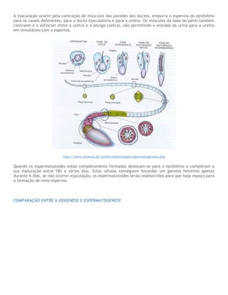 A ejaculação ocorre pela contração de músculos das paredes dos ductos, empurra o esperma do epidídimo
para os canais deferentes, para o ducto ejaculatório e para a uretra. Os músculos da base do pénis também
contraem e o esfíncter entre a uretra e a bexiga contrai, não permitindo a entrada da urina para a uretra
em simultâneo com o esperma.
http://www.famema.br/ensino/embriologia/espermatogenese.php
Quando os espermatozoides estão completamente formados deslocam-se para o epidídimo e completam a
sua maturação entre 18h a vários dias. Estas células conseguem fecundar um gameta feminino apenas
durante 6 dias, se não ocorrer ejaculação, os espermatozoides serão reabsorvidos para que haja espaço para
a formação de novo esperma.
COMPARAÇÃO ENTRE A OOGENESE E ESPERMATOGENESE
 