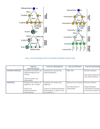 http://www.sobiologia.com.br/conteudos/Citologia2/nucleo15.php
FASE DA
MULTIPLICAÇÃO
FASE DE CRESCIMENTO FASE DE REPOUSO FASE DE MATURAÇÃO
ESPERMATOGÉNESE Aumento do número de
espermatogónias por
mitose.
(ocorre a partir da
puberdade)
Aumento do volume das
espermatogónias
NÃO TEM Divisão meiótica
(dos espermatócitos I
aos espermatídios).
OÓGENESE Aumento do número de
oogónias por mitose
(ocorre no
desenvolvimento
embrionário)
Aumento do volume das
oogónias
(ocorre no desenvolvimento
embrionário, o oócito I fica
em prófase I.)
Meiose fica em pausa
(do nascimento à
puberdade)
Divisão meiótica
(especialização,
conclusão da meiose I
e inicio da meiose II)
 