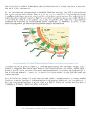 que foi libertado na ovulação é deslocado através dos cílios existentes na trompa e de fluidos aí existentes
(ele não se desloca, deslocam-no).
Os espermatozoides que conseguem penetrar as células foliculares, atingem a zona pelúcia (zona gelatinosa
que protege externamente oócito) e ligam-se a ele por recetores específicos. Esta ligação desencadeia
a reação acrossómica em que se dá a exocitose das enzimas do acrossoma (que reveste a parte anterior da
cabeça do espermatozoide), e estas irão digerir a zona pelúcia, fazendo com que um espermatozoide atinja
a membrana do oócito II e possa ocorrer a fusão dos dois gametas. Esta fusão deve-se aos recetores
existentes na membrana do espermatozoide serem reconhecidos na membrana do oócito II, esta
especificidade permite que a fecundação só ocorra em seres da mesma espécie.
http://pt.wikipedia.org/wiki/Reac%C3%A7%C3%A3o_across%C3B3mica#mediaviewer/Ficheiro:Acrosome_reaction_diagram_en.svg
As membranas dos dois gametas fundem-se, o núcleo do espermatozoide entra no oócito e o flagelo acaba a
sua função e degenera. Meio minuto depois da fusão o oócito reinicia a Meiose II e conclui a meiose, dá-se a
formação de duas células, um óvulo e uma célula mais pequena (menos citoplasma), segundo glóbulo polar,
que acabará por degenerar. A membrana do óvulo torna-se impermeável a outros espermatozoides que
acabam por morrer.
O núcleo haploide do óvulo e o núcleo do espermatozoide recebem, prospectivamente, os nomes pronúcleo
feminino e pronúcleo masculino, a fusão dos núcleos forma um núcleo diploide ao centro do óvulo com 23
pares de cromossomas homólogos e a nova célula é o ZIGOTO. Através de mitoses sucessivas dá-se a
multiplicação de células e dá-se início à fase embrionária.
http://www.cubadebate.cu/noticias/2011/06/11/35-fotogramas-de-vida-fotos/#.U901lfldXE0
 