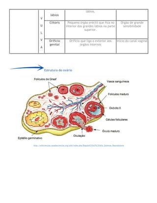 V
U
L
V
A
lábios
lábios.
Clítoris Pequeno órgão eréctil que fica no
interior dos grandes lábios na parte
superior.
Órgão de grande
sensibilidade
Orifício
genital
Orifício que liga o exterior aos
órgãos internos
Início do canal vaginal
Estrutura do ovário
http://wikiciencias.casadasciencias.org/wiki/index.php/Regula%C3%A7%C3%A3o_Sistemas_Reprodutores
 