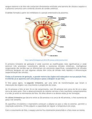 sangue materno e do feto não contactam diretamente existindo uma barreira de células a separar e
a placenta comunica com o embrião através do cordão umbilical.
O córion formado a partir do trofoblasto é a porção embrionária da placenta.
http://gimo10.blogspot.pt/2013/09/anexos-embrionarios.html
O primeiro trimestre de gestação é onde ocorrem as modificações mais significativas e onde
ocorrem três processos: crescimento (devido a sucessivas divisões mitóticas), morfogénese
(organização dos tecidos que se diferenciam em estruturas especificas, consequência de divisões
mitóticas desiguais em que algumas células têm ciclos de divisão mais rápidos) e diferenciação
(especialização das células).
Findas as 8 semanas de gestação, a grande maioria dos órgãos está esboçada e na sua posição final.
O embrião já se aparenta com uma pessoa e passa a designar-se por feto.
O feto passa agora, no segundo trimestre, por uma série de transformações que levam à
maturação dos órgãos e ao crescimento e proporções do corpo.
Às 14 semanas o feto já tem 16 cm de comprimento, com 20 semanas tem cerca de 26 cm e pesa
cerca de meio quilo. Com o desenvolvimento do sistema nervoso o feto manifesta comportamentos
e a mãe já sente os movimentos do feto. Os olhos abrem e os dentes estão já me formação.
No último trimestre que decorre entre as 26 semanas e as cerca de 40 semanas, o feto aumenta de
peso e de tamanho.
Os aparelhos circulatório e respiratório começam a adaptar-se para a vida no exterior, permitir a
respiração autónoma. O feto adquire a capacidade de regular a temperatura do corpo.
Com o crescimento do feto, o espaço uterino fica totalmente preenchido e o feto move-se menos.
 
