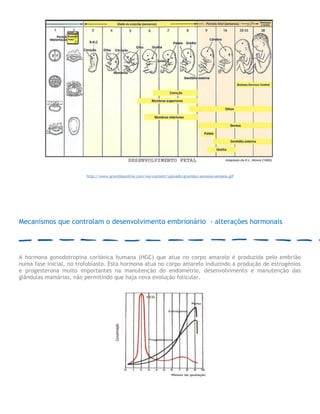 http://www.gravidasonline.com/wp-content/uploads/gravidez-semana-semana.gif
Mecanismos que controlam o desenvolvimento embrionário - alterações hormonais
A hormona gonodotropina coriónica humana (HGC) que atua no corpo amarelo é produzida pelo embrião
numa fase inicial, no trofoblasto. Esta hormona atua no corpo amarelo induzindo a produção de estrogénios
e progesterona muito importantes na manutenção do endométrio, desenvolvimento e manutenção das
glândulas mamárias, não permitindo que haja nova evolução folicular.
 