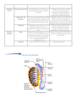 GLÂNDULAS
ANEXAS
Vesículas seminais Duas glândulas que se localizam a
cima da próstata na parte posterior
da bexiga.
Produzem e armazenam o líquido
seminal que é excretado na
ejaculação. O líquido produzido
alimenta, protege e facilita a
deslocação dos espermatozoides.
Glândulas de
Cowper
São duas pequenas glândulas situadas
por baixo da próstata. Segregam um
pouco de líquido que limpa a uretra,
neutralizando os resíduos da urina.
Segregam um pouco de líquido que
limpa a uretra, neutralizando os
resíduos da urina. Esta emissão de
líquido produz-se antes da ejaculação,
e pode conter espermatozoides vivos.
Próstata Localizada na parte anterior do reto,
glândula de forma ovóide, do
tamanho aproximado de uma pequena
noz.
Produz o líquido prostático que é
expulso na ejaculação também
protege, alimenta e facilita a
mobilidade dos espermatozoides.
ÓRGÃOS
EXTERNOS
Pénis Órgão de forma alongada com cerca
de 12 a 14 cm de comprimento. É
atravessado pela uretra. Na sua parte
anterior é constituída pela Glande
que é revestida pelo prepúcio
(membrana fina).
Órgão externo que tem como função
conduzir os espermatozoides até ao
colo do útero.
Escroto Bolsa que reveste os testículos. Protege os testículos
Estrutura dos testículos
 