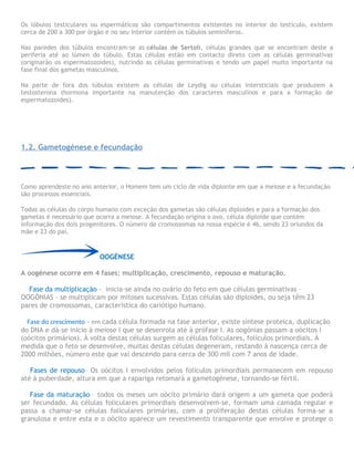 Os lóbulos testiculares ou espermáticos são compartimentos existentes no interior do testículo, existem
cerca de 200 a 300 por órgão e no seu interior contém os túbulos seminíferos.
Nas paredes dos túbulos encontram-se as células de Sertoli, células grandes que se encontram deste a
periferia até ao lúmen do túbulo. Estas células estão em contacto direto com as células germinativas
(originarão os espermatozoides), nutrindo as células germinativas e tendo um papel muito importante na
fase final dos gametas masculinos.
Na parte de fora dos túbulos existem as células de Leydig ou células intersticiais que produzem a
testosterona (hormona importante na manutenção dos caracteres masculinos e para a formação de
espermatozoides).
1.2. Gametogénese e fecundação
Como aprendeste no ano anterior, o Homem tem um ciclo de vida diplonte em que a meiose e a fecundação
são processos essenciais.
Todas as células do corpo humano com exceção dos gametas são células diploides e para a formação dos
gametas é necessário que ocorra a meiose. A fecundação origina o ovo, célula diploide que contém
informação dos dois progenitores. O número de cromossomas na nossa espécie é 46, sendo 23 oriundos da
mãe e 23 do pai.
OOGÉNESE
A oogénese ocorre em 4 fases: multiplicação, crescimento, repouso e maturação.
Fase da multiplicação - inicia-se ainda no ovário do feto em que células germinativas –
OOGÓNIAS - se multiplicam por mitoses sucessivas. Estas células são diploides, ou seja têm 23
pares de cromossomas, característica do cariótipo humano.
Fase do crescimento – em cada célula formada na fase anterior, existe síntese proteica, duplicação
do DNA e dá-se inicio à meiose I que se desenrola até à prófase I. As oogónias passam a oócitos I
(oócitos primários). À volta destas células surgem as células foliculares, folículos primordiais. À
medida que o feto se desenvolve, muitas destas células degeneram, restando à nascença cerca de
2000 milhões, número este que vai descendo para cerca de 300 mil com 7 anos de idade.
Fases de repouso- Os oócitos I envolvidos pelos folículos primordiais permanecem em repouso
até à puberdade, altura em que a rapariga retomará a gametogénese, tornando-se fértil.
Fase da maturação – todos os meses um oócito primário dará origem a um gameta que poderá
ser fecundado. As células foliculares primordiais desenvolvem-se, formam uma camada regular e
passa a chamar-se células foliculares primárias, com a proliferação destas células forma-se a
granulosa e entre esta e o oócito aparece um revestimento transparente que envolve e protege o
 