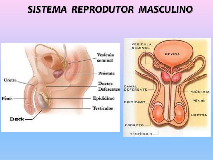 masculino interno masculino interno
