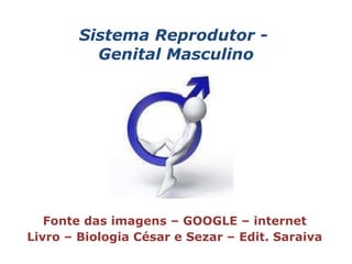 Sistema Reprodutor -  Genital Masculino Fonte das imagens – GOOGLE – internet Livro – Biologia César e Sezar – Edit. Saraiva 