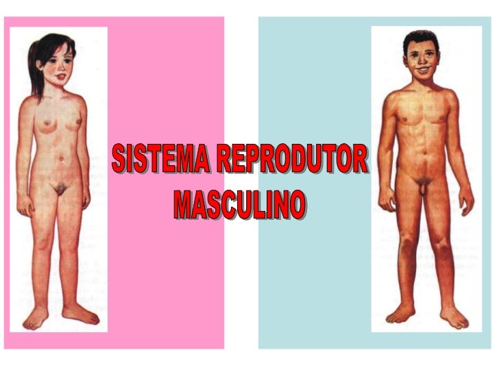 COMPONENTES DO SISTEMA      REPRODUTOR MASCULINO•   TESTÍCULOS•   EPIDIDÍMO           BOLSA ESCROTAL•   CANAL DEFERENTE•  ...