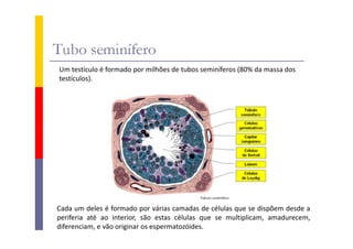Um testículo é formado por milhões de tubos seminíferos (80% da massa dos
testículos).

Cada um deles é formado por várias camadas de células que se dispõem desde a
periferia até ao interior, são estas células que se multiplicam, amadurecem,
diferenciam, e vão originar os espermatozóides.

 
