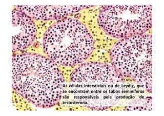 As células intersticiais ou de Leydig, que
se encontram entre os tubos seminíferos
são responsáveis pela produção de
testosterona.

 