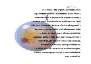 Os testículos dão origem a numerosíssimos
espermatozóides desde a puberdade até ao final da
vida do homem. A produção de espermatozóides é
contínua, sendo armazenados no epidídimo e no canal
deferente. Por contracção deste, são lançados na uretra
juntamente com o líquido seminal segregado pelas
vesículas seminais, e com o líquido prostático,
segregado pela próstata. Estas secreções permitem a
mobilidade, são ricas em substâncias nutritivas,
fornecendo nutrientes aos espermatozóides
e, sendo alcalinas, neutralizam a acidez da vagina,
criando um meio propício para a sobrevivência dos
espermatozóides.

 