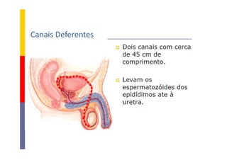 Canais Deferentes

 