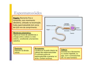 Flagelo: filamento fino e
comprido, com movimento
vibratório, utilizado na locomoção.
Cada espermatozóide tem cerca
de 0,05 mm de comprimento.

 