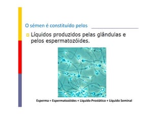 O sémen é constituído pelos

Esperma = Espermatozóides + Líquido Prostático + Líquido Seminal

 