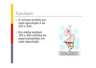 Sistema reprodutor masculino