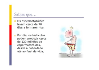 Sistema reprodutor masculino