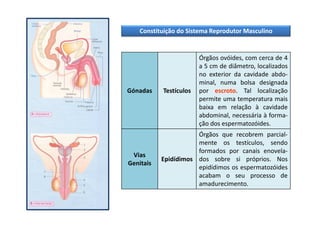 Constituição do Sistema Reprodutor Masculino

Órgãos ovóides, com cerca de 4
a 5 cm de diâmetro, localizados
no exterior da cavidade abdominal, numa bolsa designada
por escroto. Tal localização
permite uma temperatura mais
baixa em relação à cavidade
abdominal, necessária à formação dos espermatozóides.

Gónadas

Testículos

Vias
Genitais

Órgãos que recobrem parcialmente os testículos, sendo
formados por canais enovelaEpidídimos dos sobre si próprios. Nos
epidídimos os espermatozóides
acabam o seu processo de
amadurecimento.

 