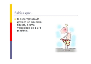 Sistema reprodutor masculino