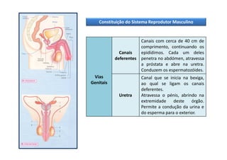 Constituição do Sistema Reprodutor Masculino

Canais com cerca de 40 cm de
comprimento, continuando os
Canais
epidídimos. Cada um deles
deferentes penetra no abdómen, atravessa
a próstata e abre na uretra.
Conduzem os espermatozóides.
Vias
Genitais
Uretra

Canal que se inicia na bexiga,
ao qual se ligam os canais
deferentes.
Atravessa o pénis, abrindo na
extremidade
deste
órgão.
Permite a condução da urina e
do esperma para o exterior.

 