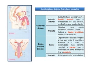 Constituição do Sistema Reprodutor Masculino

Vesículas
Seminais

Duas glândulas que segregam o
líquido
seminal,
que
é
armazenado no seu interior,
sendo eliminado na ejaculação.

Próstata

Glândula
cujos
canais
excretores abrem na uretra.
Elabora o líquido prostático,
expulso na ejaculação.

Pénis

Órgão externo atravessado pela
uretra, por onde é expelido o
esperma e a urina. A
extremidade mais saliente
constitui a glande, que é
recoberta por uma membrana
fina, o prepúcio.

Escroto

Bolsa que contém os testículos.

Glândulas
Anexas

Órgãos
Genitais
Externos

 