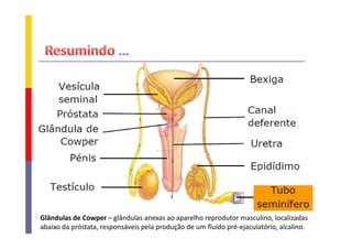 Glândulas de Cowper – glândulas anexas ao aparelho reprodutor masculino, localizadas
abaixo da próstata, responsáveis pela produção de um fluído pré-ejaculatório, alcalino.

 