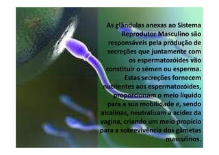 As glândulas anexas ao Sistema
Reprodutor Masculino são
responsáveis pela produção de
secreções que juntamente com
os espermatozóides vão
constituir o sémen ou esperma.
Estas secreções fornecem
nutrientes aos espermatozóides,
proporcionam o meio líquido
para a sua mobilidade e, sendo
alcalinas, neutralizam a acidez da
vagina, criando um meio propício
para a sobrevivência dos gâmetas
masculinos.

 