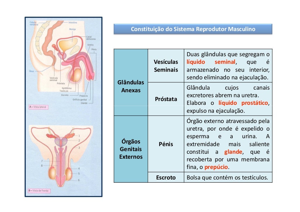 Alguns órgãos Que Compõem O Sistema Reprodutor Masculino São