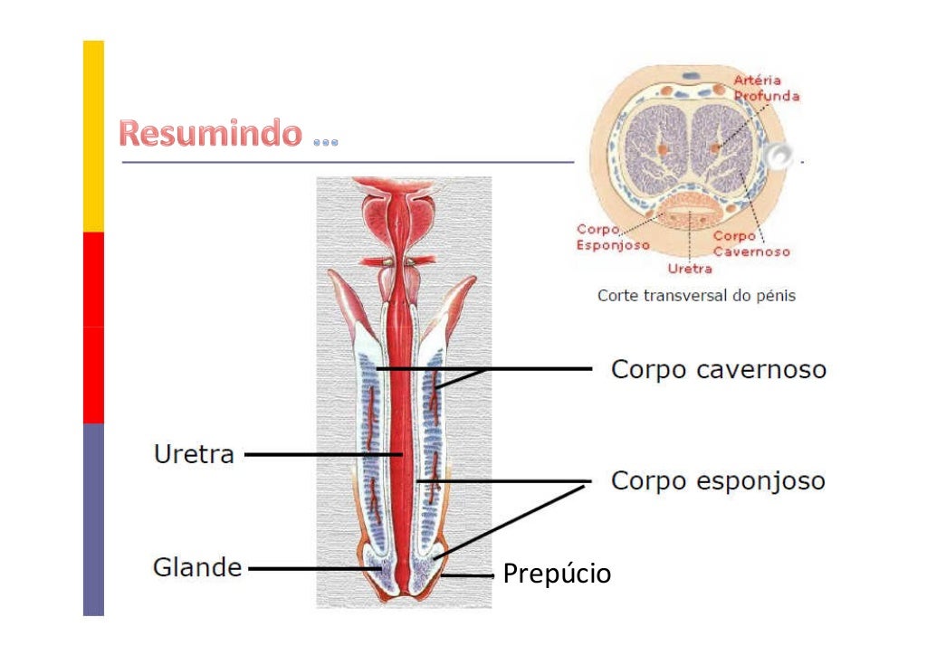 Alguns órgãos Que Compõem O Sistema Reprodutor Masculino São