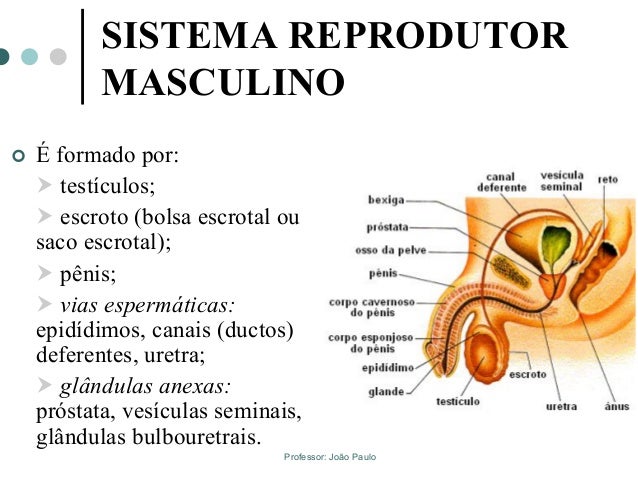 Sistema reprodutor masculino