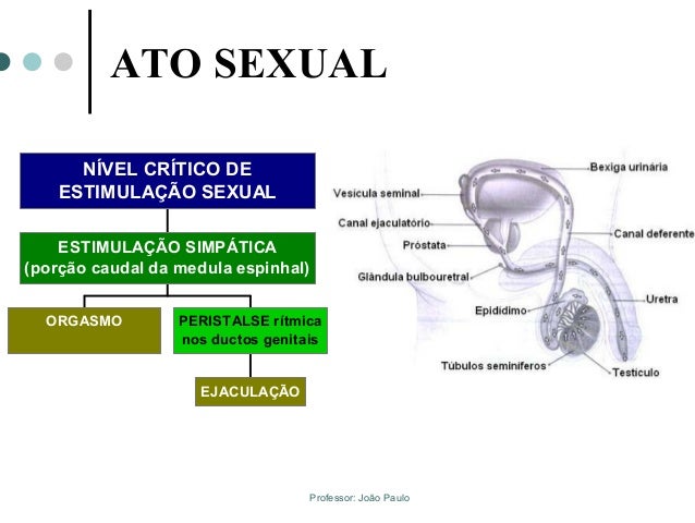 Sistema reprodutor masculino