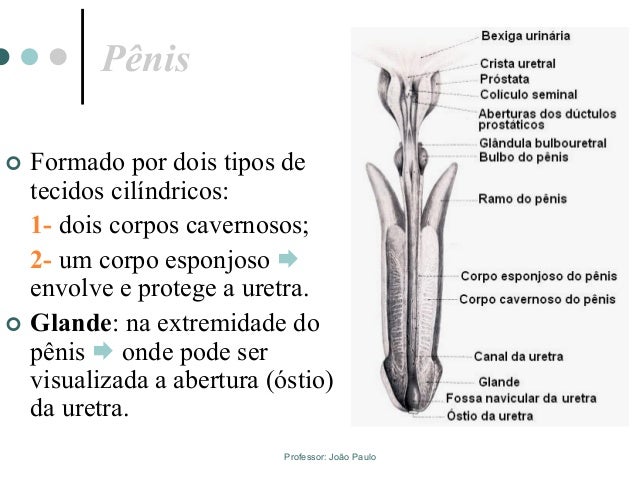 Sistema reprodutor masculino