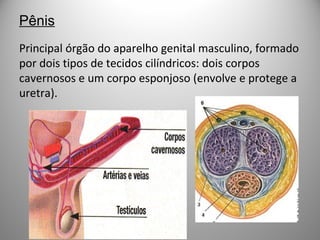 Pênis
Principal órgão do aparelho genital masculino, formado
por dois tipos de tecidos cilíndricos: dois corpos
cavernosos e um corpo esponjoso (envolve e protege a
uretra).
 